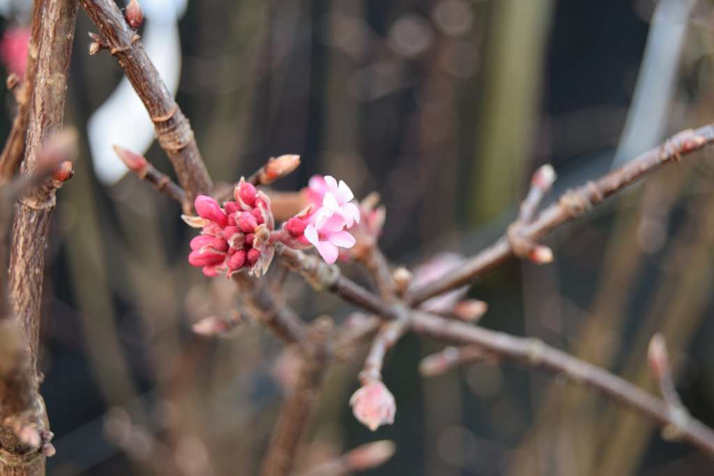 Viburnum x bodnantense 'Charles Lamont' 125-150 cm